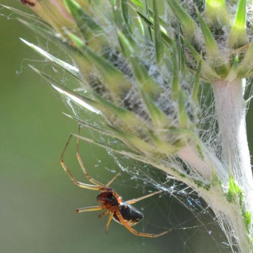Réf. 322 141 : Frontinellina frutetorum